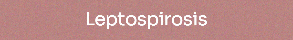 Leptospirosis