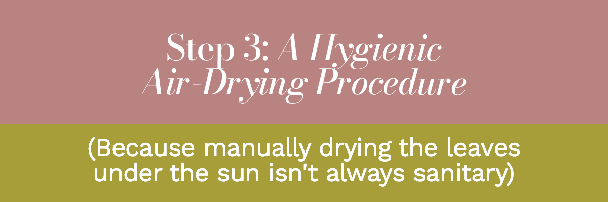 Step 3: A Hygienic Air-Drying Procedure (Because manually drying the leaves under the sun isn't always sanitary)